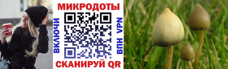 закладки  Старый Крым  Псилоцибиновые грибы Psilocybe 